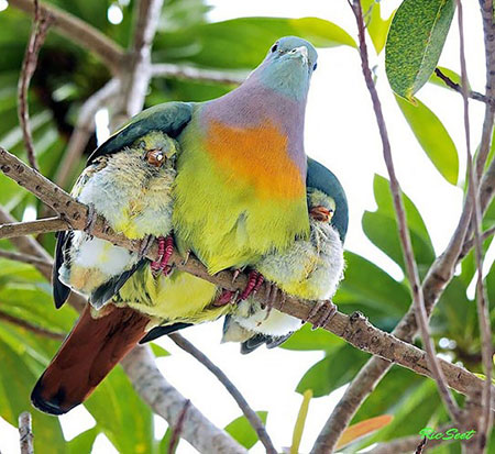 مهر مادر و فرزندی در میان پرنده ها 