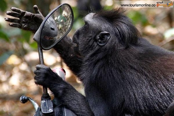 میمونی که از آینه دل نمی کند!
