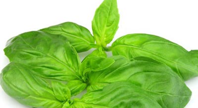 خاصیت ریحان از دید طب سنتی خاصیت ریحان از دید طب سنتی