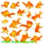 چند عکس جالب و دیدنی