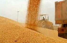 خرید گندم توسط دلالان تا 60 هزار تومان در مناطق مرزی