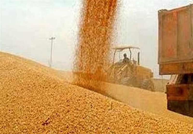 خرید گندم توسط دلالان تا 60 هزار تومان در مناطق مرزی