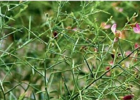 ۱۵۰ هکتار از اراضی گلوگاه زیر کشت گیاهان دارویی رفت