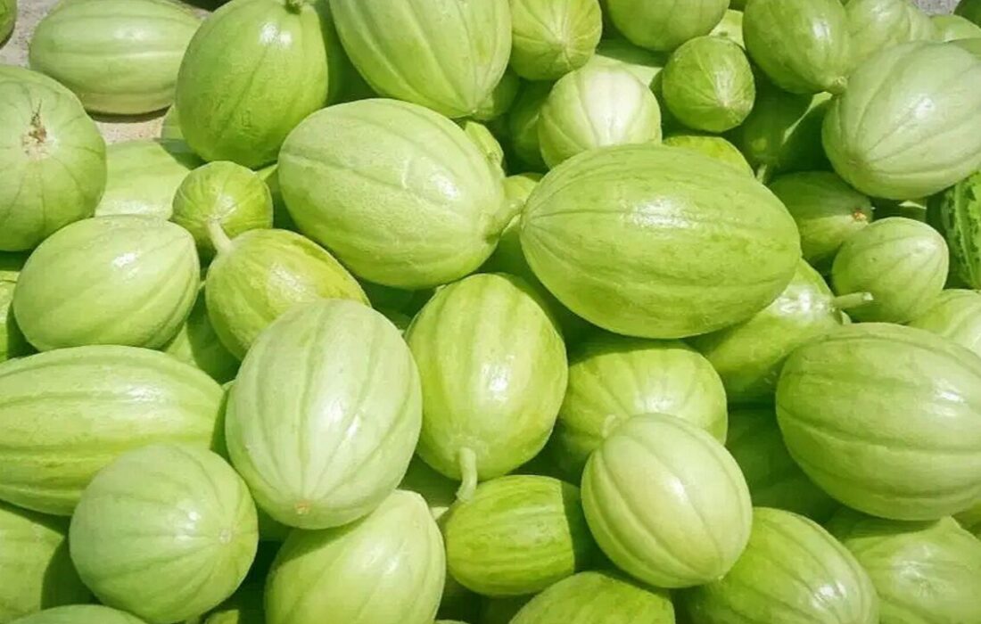 پیشبینی برداشت بیش از ۵ هزار تن «پشمک» از مزارع زهک