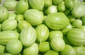 پیش‌بینی برداشت بیش از ۵ هزار تن «پشمک» از مزارع زهک