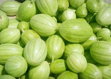 پیش‌بینی برداشت بیش از ۵ هزار تن «پشمک» از مزارع زهک