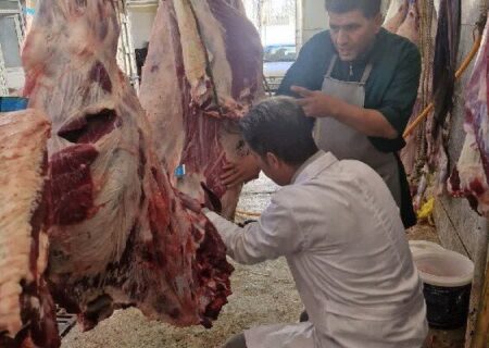 ایمانی‌سنجر: لاشه گاو مبتلا به سپتی‌سمی در سنقر امحا شد
