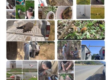 بازگشت حیات‌وحش به زیستگاه‌های طبیعی؛ از فلامینگو تا عقاب تالابی