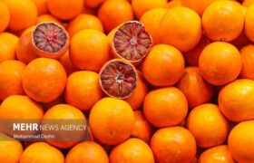 ممنوعیت برداشت زودهنگام پرتقال تامسون در مازندران