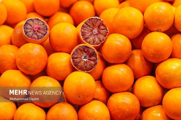 ممنوعیت برداشت زودهنگام پرتقال تامسون در مازندران