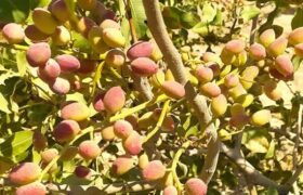 ماهنشان در آستانه تبدیل شدن به قطب پسته‌کاری زنجان