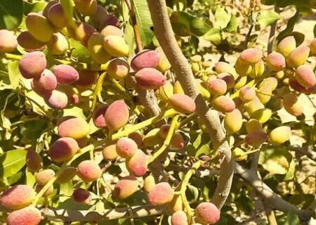 ماهنشان در آستانه تبدیل شدن به قطب پسته‌کاری زنجان