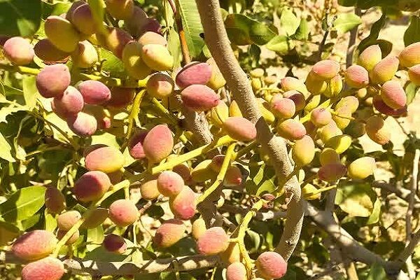 ماهنشان در آستانه تبدیل شدن به قطب پسته‌کاری زنجان